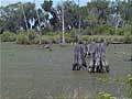 Guy Fanguy - Artist - Photographer - Guy Fanguy - Louisiana - Houma - Bayou Salle Road (6).jpg Size: 95582 - 10
